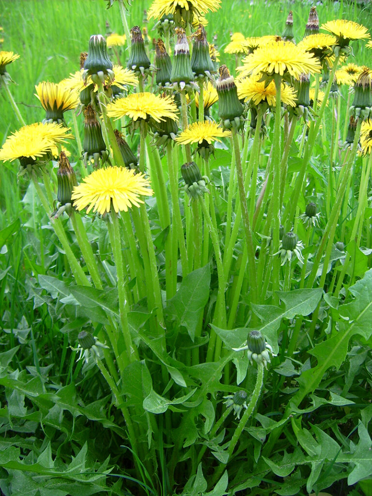 Die hohlen Stängel tragen blühende, verblühte und noch geschlossene Knospen.