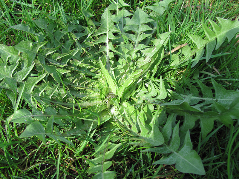 Mit einem Spot Sonnenschein in die Mitte der Löwenzahnpflanze liegt diese eingebettet in Gras.