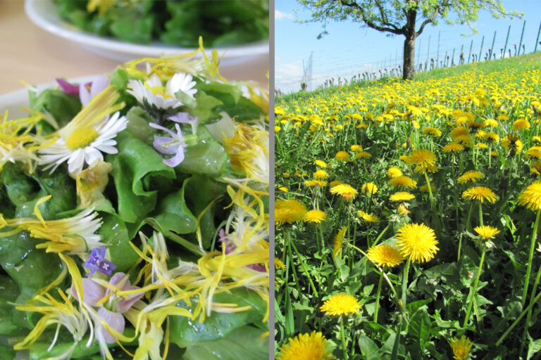 Links im Bild ist ein grüner Salat mit einzelnen Löwenzahnblüten, rechts eine gelb blühende Wiese voller Löwenzahn.
