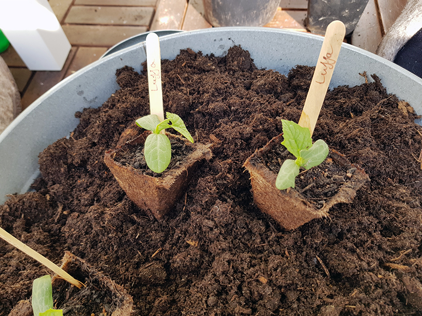 Luffagurken werden als kleine Pflänzchen herangezogen und sind mit Eisstielen gekennzeichnet..