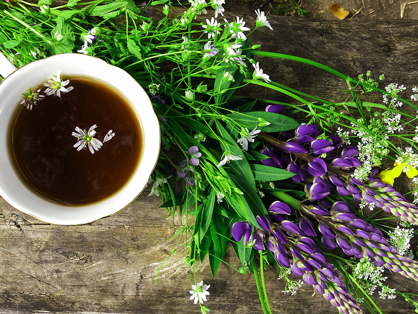 Lupinenkaffee steht in einer Tasse bereit, daneben liegen Lupinen mit lila Blüten.