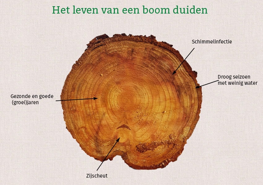 De grafiek toont een boomstam in doorsnede, verschillende groeiringen en plaatsen op de boomstam zijn voorzien van een verklaring.