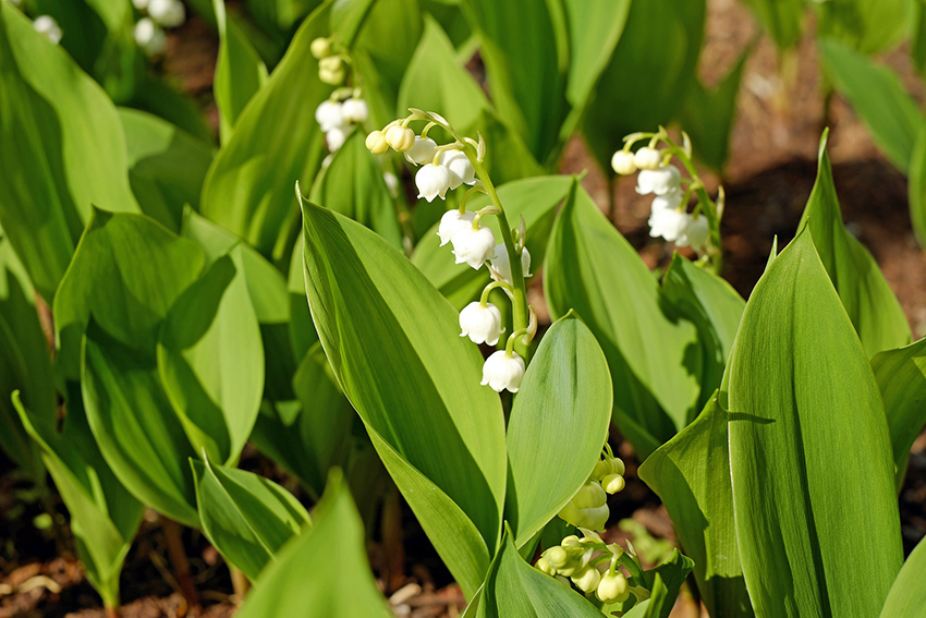 Maiglöckchen blühen mit glockenförmigen, weißen Blüten.