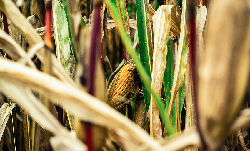Een maïskolf aan een plant in een maïsveld.
