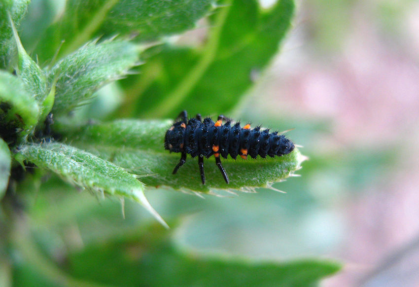 Die Marienkäferlarve sitzt auf einem Blatt und nähert sich einigen Blattläusen.