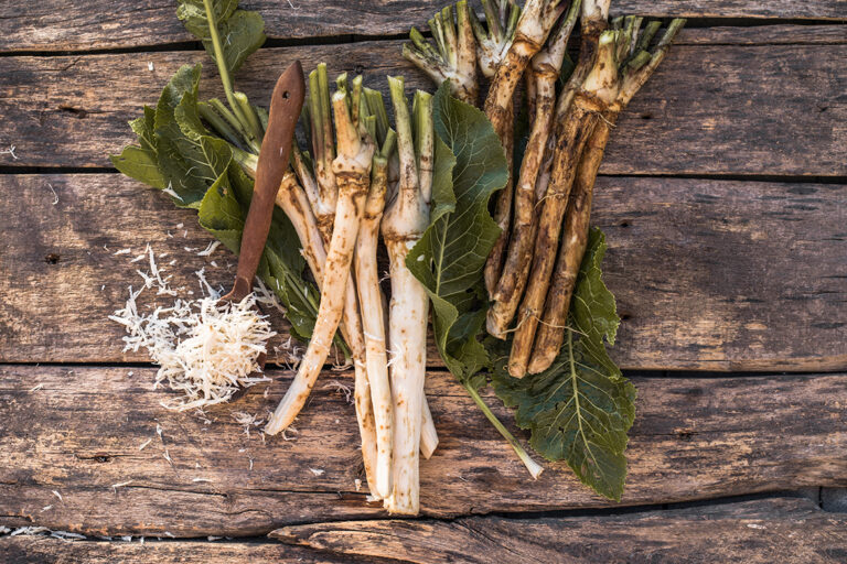 Meerrettich liegt frisch geerntet auf einem Holzbrett.