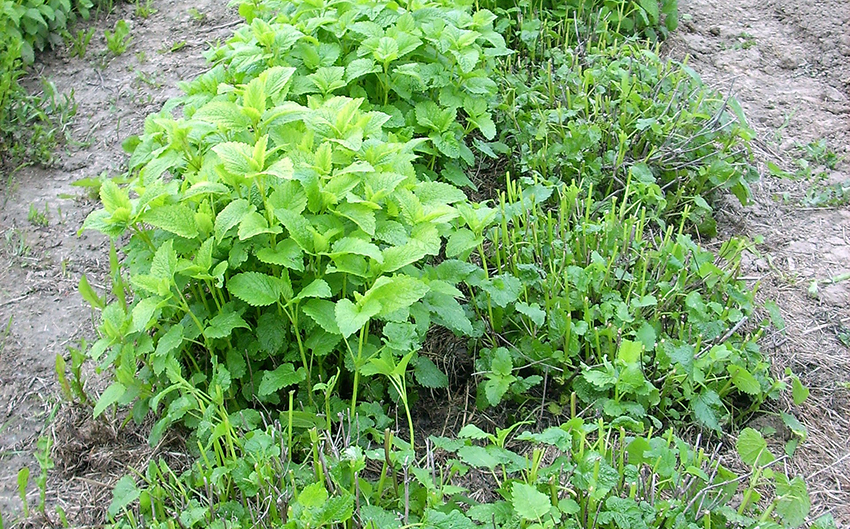 In einer Reihe im Garten stehen viele Melissepflanzen, teilweise bereits geerntet.