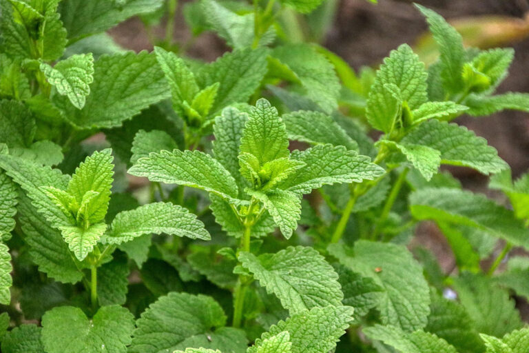 Die grüne Melisse wächst zahlreich in diesem Garten.