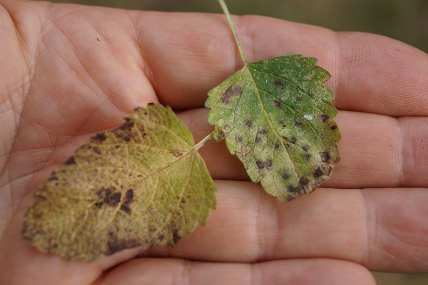 Die beiden in der Handfläche liegenden Blätter haben deutlich sichtbare dunkle Punkte.
