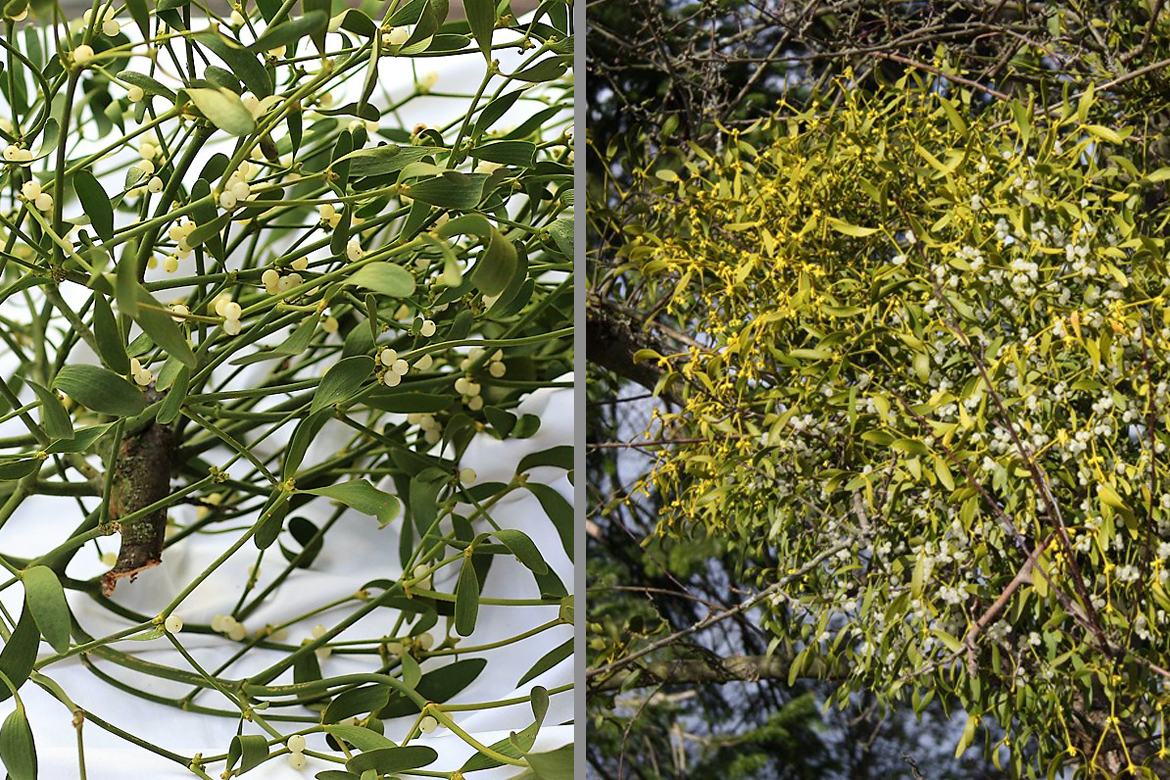 Links die Mistel mit den weißen Früchten, rechts gut getarnt während des Sommers im Baum.