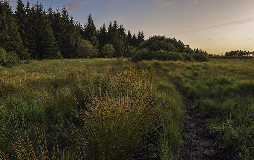 Eine Moorlandschaft mit grünen Wiesen.