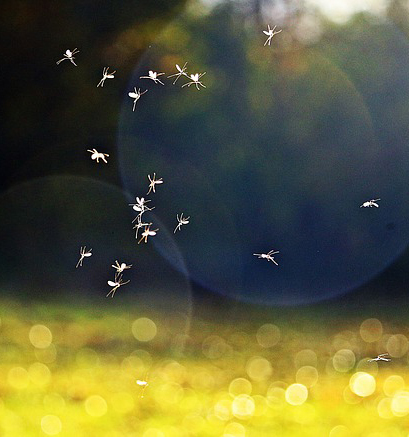 Mücken tanzen im Sonnenschein