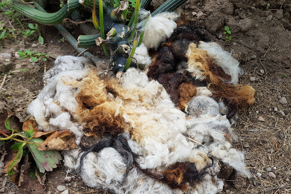 Mulchen mit Schafwolle: Braune und weiße Wolle um eine Zucchinipflanze geschlungen