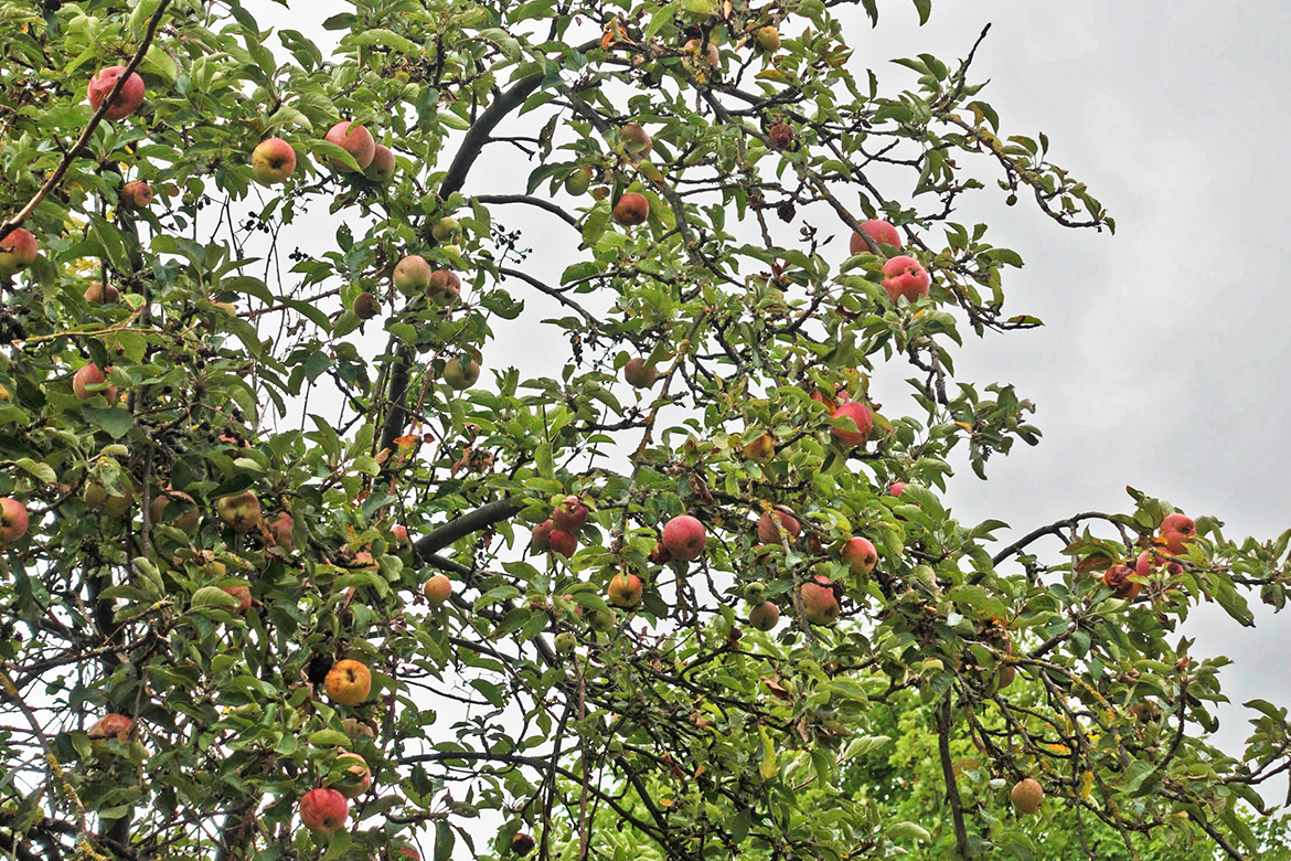 Im Baum leuchten die Äpfel.