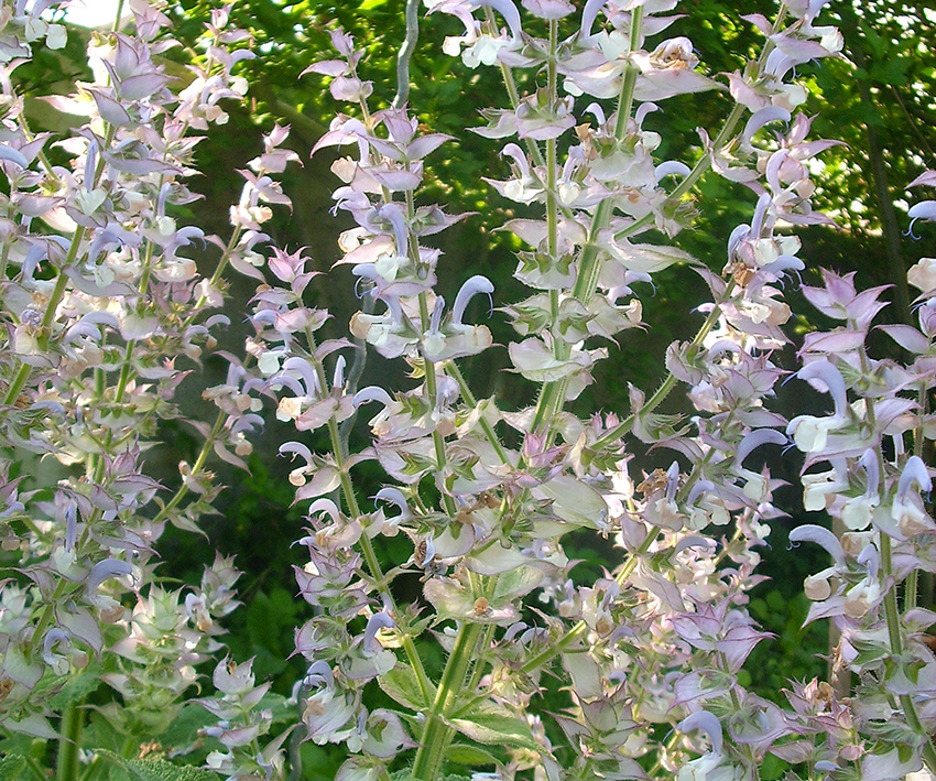 Die hellen fast weißen Blüten in der Nahaufnahme.