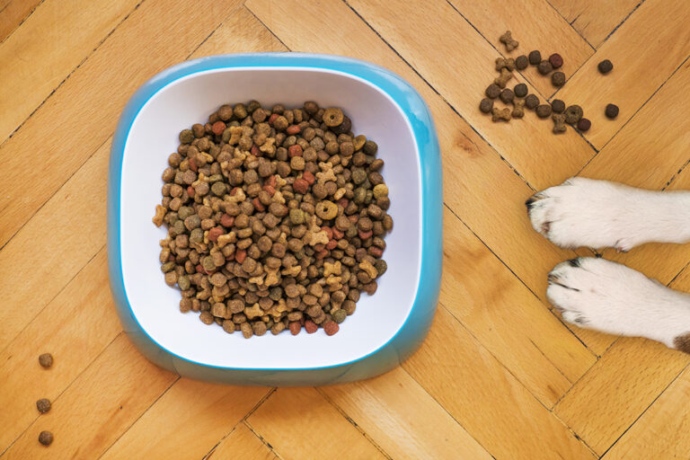 Nachhaltiges Hundefutter steht in einem Napf auf dem Boden bereit, man sieht die Pfoten eines Hundes daneben.