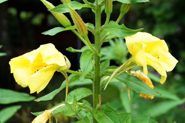 Zwei hellgelbe Blüten der Nachtkerze.