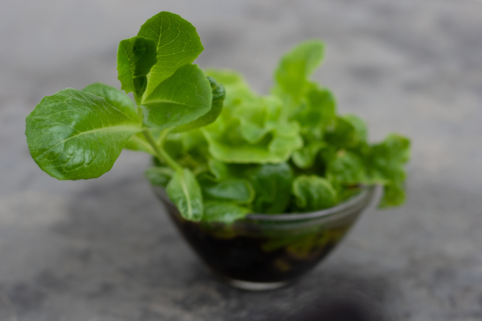 Kleine grüne Salatblätter aus den Resten eines Kopfes. Salat ist ein immer wieder nachwachsendes Gemüse.