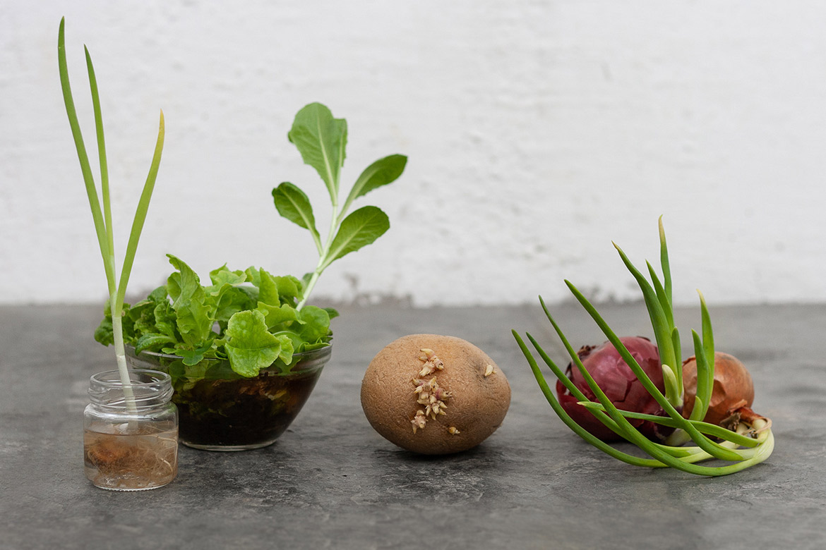 Frühlingszwiebel und Salat im Wasserglas, eine Kartoffel mit Auge und Zwiebeln mit vielen grünen Trieben