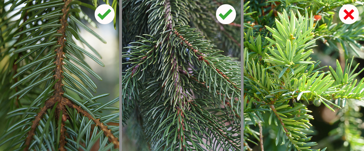 Drei Bilder der jeweiligen Nadelbäume zeigen die Unterschiede.