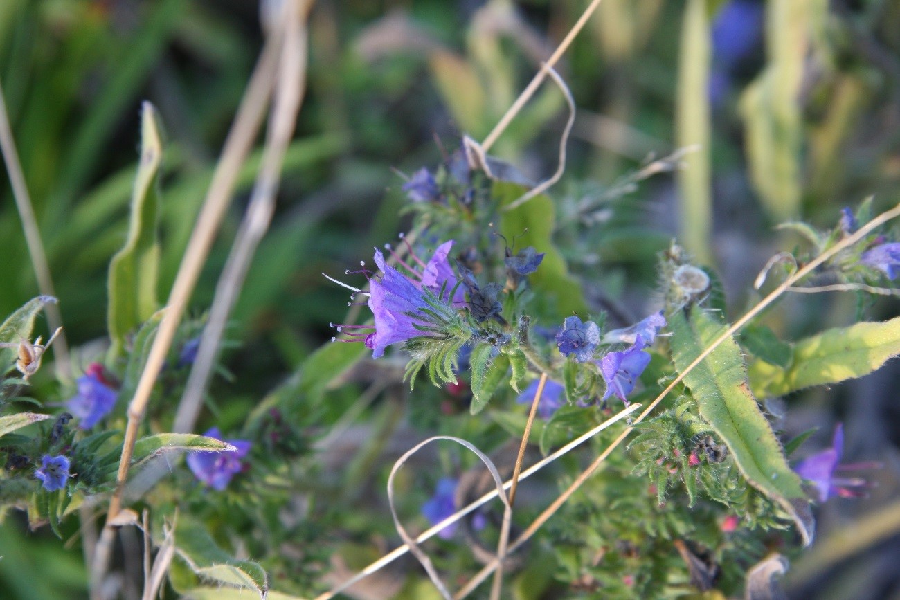 Die Zart-Lila bis blauen Blüten des Natternkopfes.