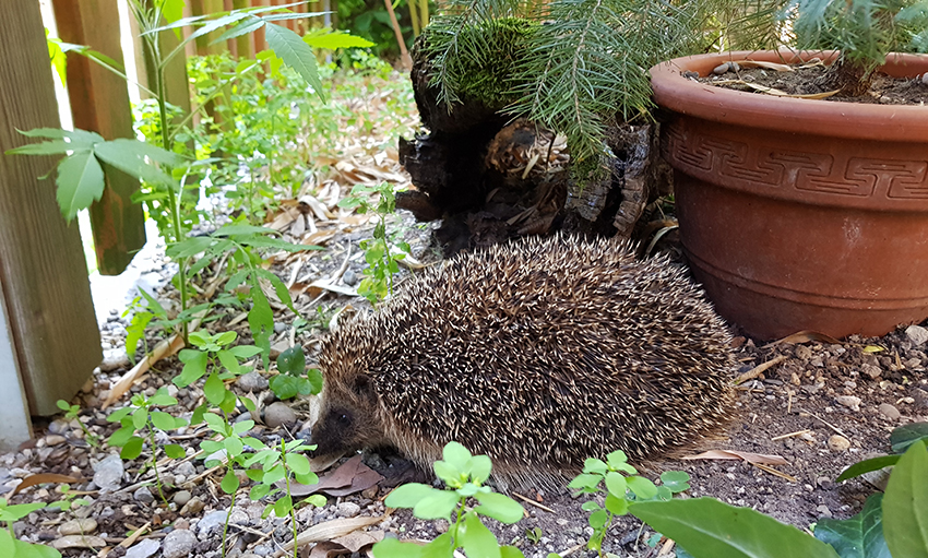 Ein Igel vor einem Unterschlupf aus Rinde und einem Blumentopf.