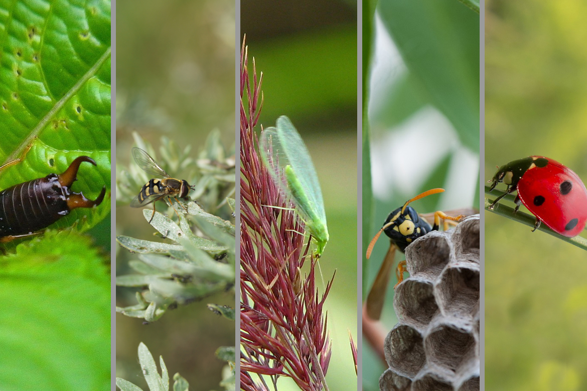 Nebeneinander sind 5 Insektenarten geszeigt: Ohrkneifer, Schwebfliege, Florfliege, Wespe und Marienkäfer.
