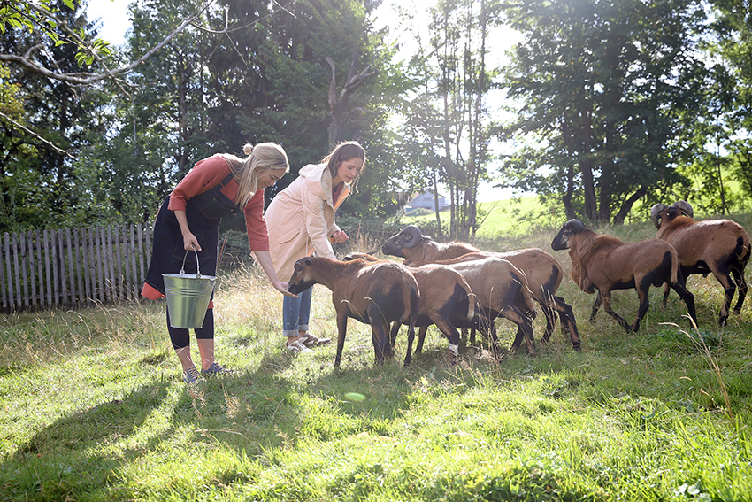Eine kleine Herde Schafe wird von zwei Frauen gefüttert. 