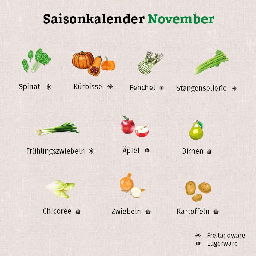 Auf der Grafik für den Saisonkalender November sind Kürbisse, Spinat, Zwiebeln, Kartoffeln und mehr zu sehen.