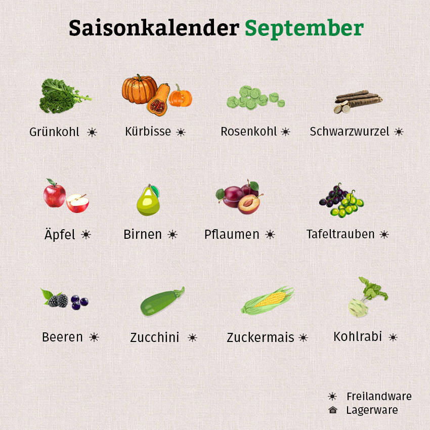 Die Grafik zeigt eine Auwahl an Obst und Gemüse im Saisonkalender September.