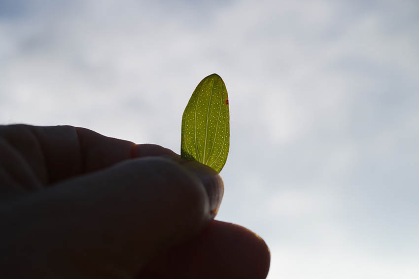 Im Gegenlicht gut erkennbar scheinen winzige Löchlein durch das Blatt