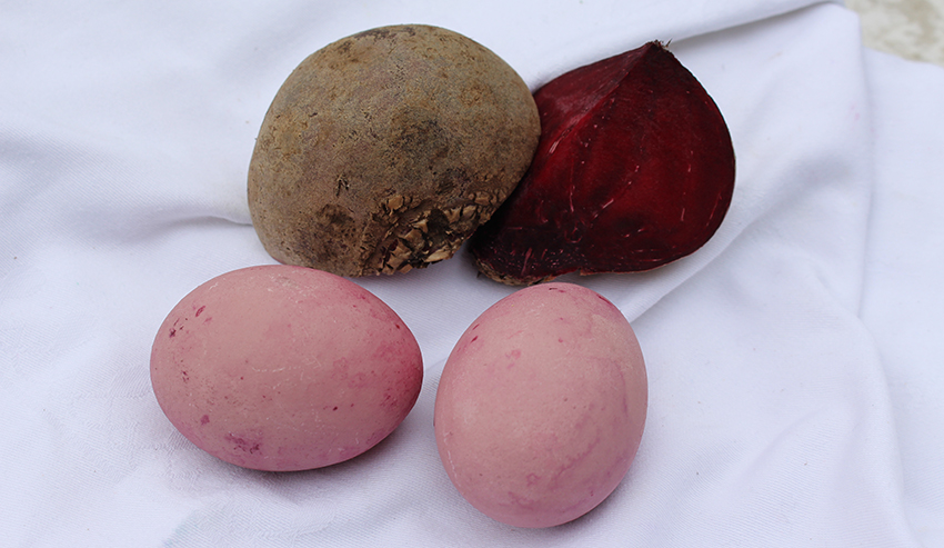 Neben der Aufgeschnittenen Knolle liegen zwei rötlich gefärbte Eier.