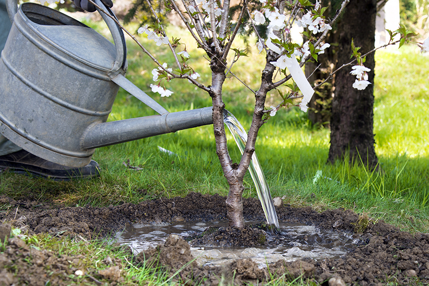 Ein kleiner Obstbaum wurde zur Pflanzzeit eingepflanzt und wird jetzt mit einer Zinkgießkanne angegossen.