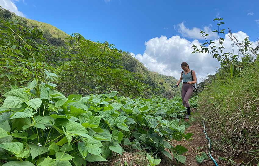 Eine Frau kümmert sich um die Pflanzen auf einer Farm in den Bergen Costa Ricas.