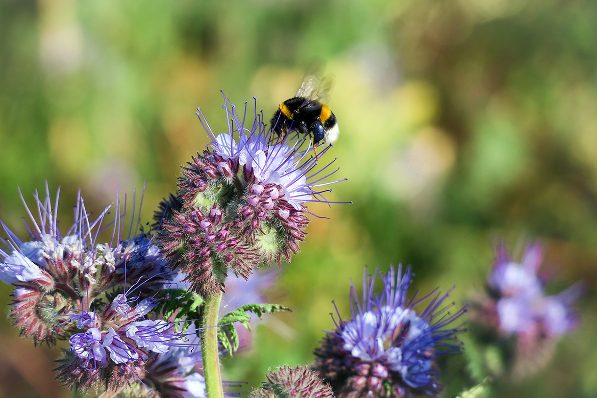 Blühende Phacelia, auf denen eine Hummel Nektar sammelt.