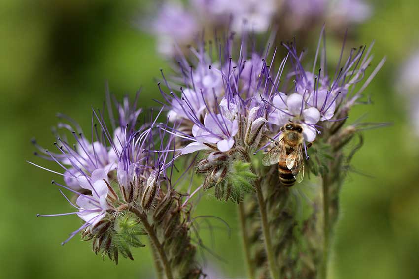 An einer Phacelia sitzt eine Honigbiene.