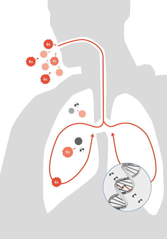 Die Grafik zeigt, wie Radon in die Lunge vordringen kann.