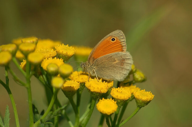 Auf den gelben Blüten des Rainfarn sitzt ein Schmetterling.