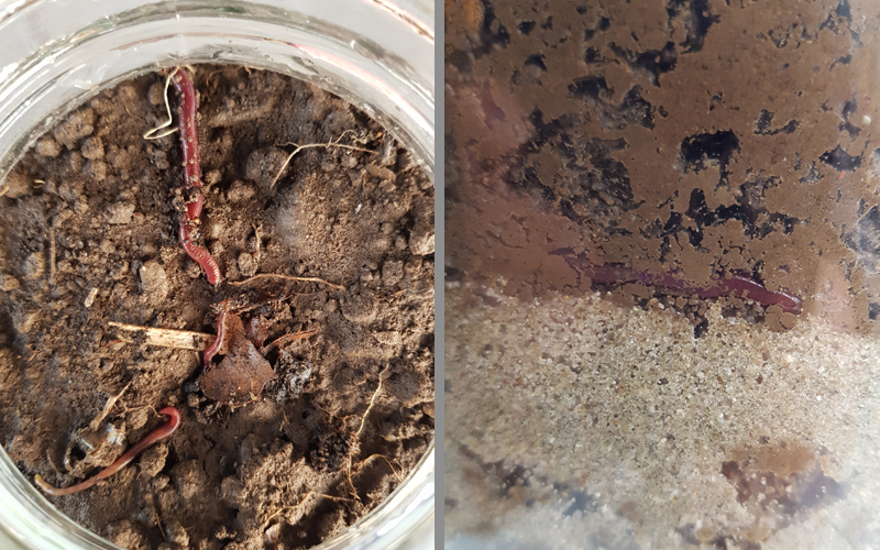 Links ein Blick auf die sich eingrabenden Würmer, rechts ein Wurm an der Glasscheibe.