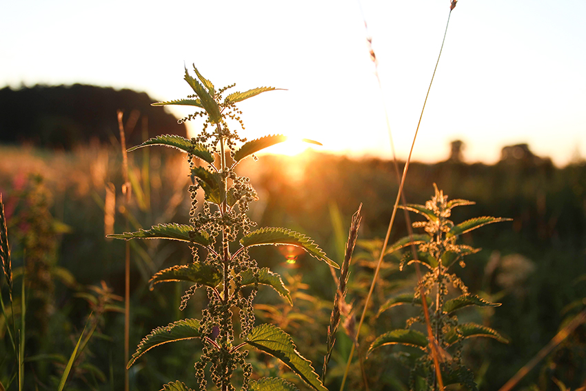 In der Abendsonne sind Brennnesseln zu sehen, bei denen man reife Brennnesselsamen ernten kann.