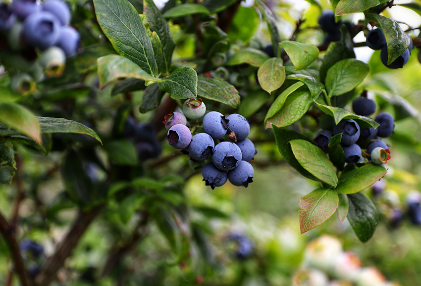 Heidelbeeren hängen reif am Strauch.