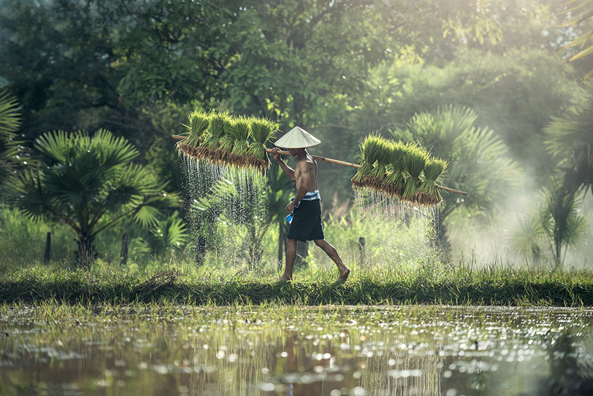Reisbauer bei der Ernte mit Reisbündeln aufgezogen auf einem Stab.
