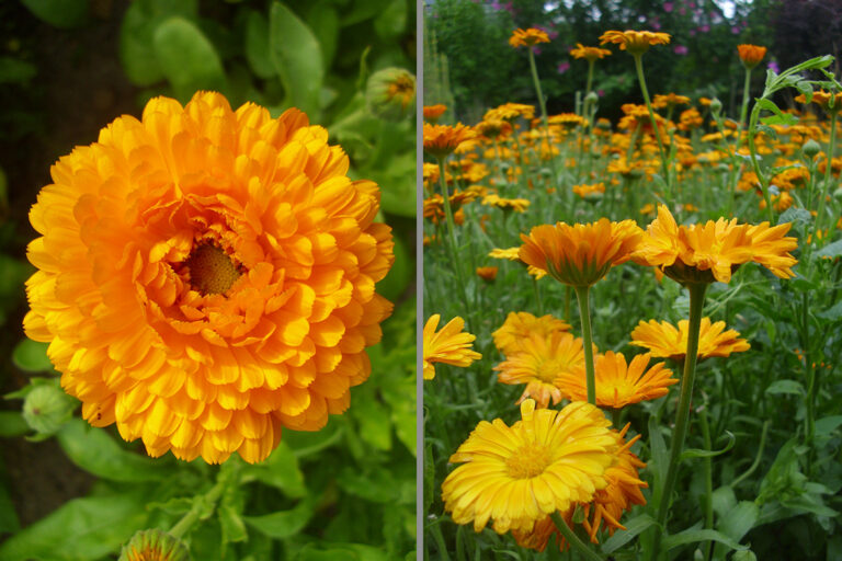 Das zweigeteilte Bild zeigt den Blick von oben in eine Ringelblüte und seitlich in ein Beet voll von ihnen.