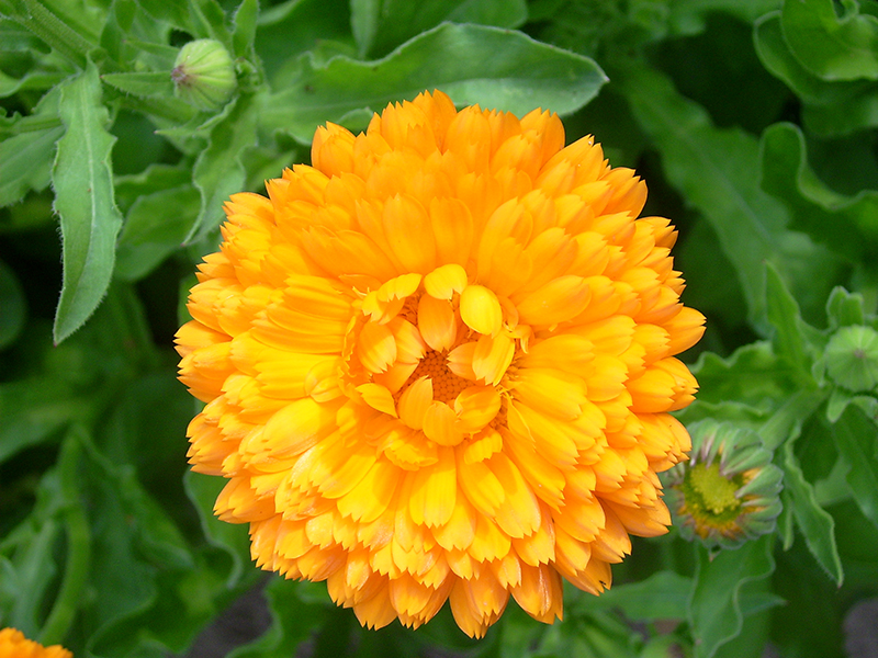 Leuchtetn orange reckt sich diese Blüte dem Fotografen entgegen.