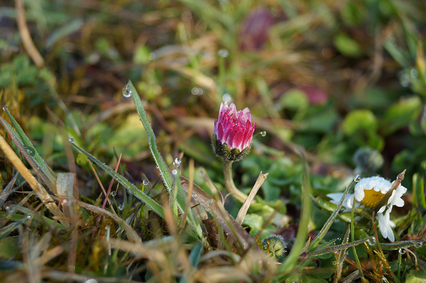 Die geschlossene Blüte des Gänseblümchens ist rosa gefärbt.