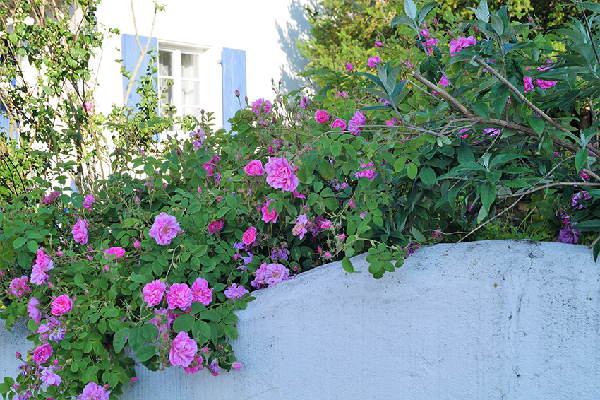 Eine üppige Duftrose wächste an einer Gartenmauer, die Blüten sind hellrosa.