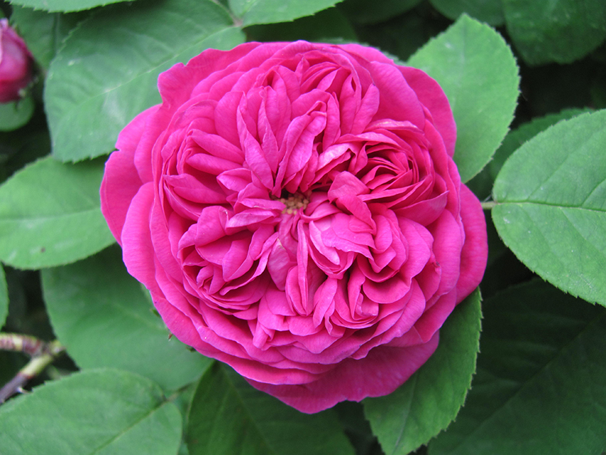 Die Blühte der Damaszener-Rose der Sorte Rose de Resht strahlt in einem kräftigen Pink.