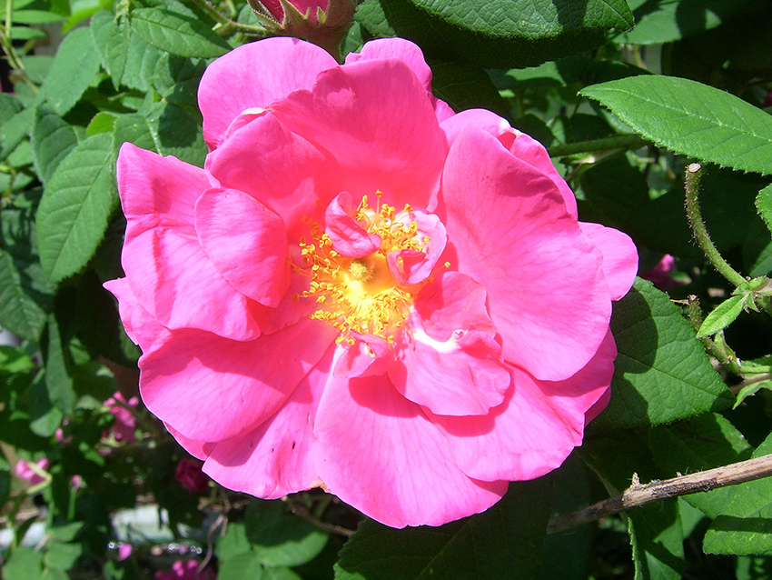Die Damaszener-Rose der Sorte Trigintipetala hat große pinke Blütenblätter.
