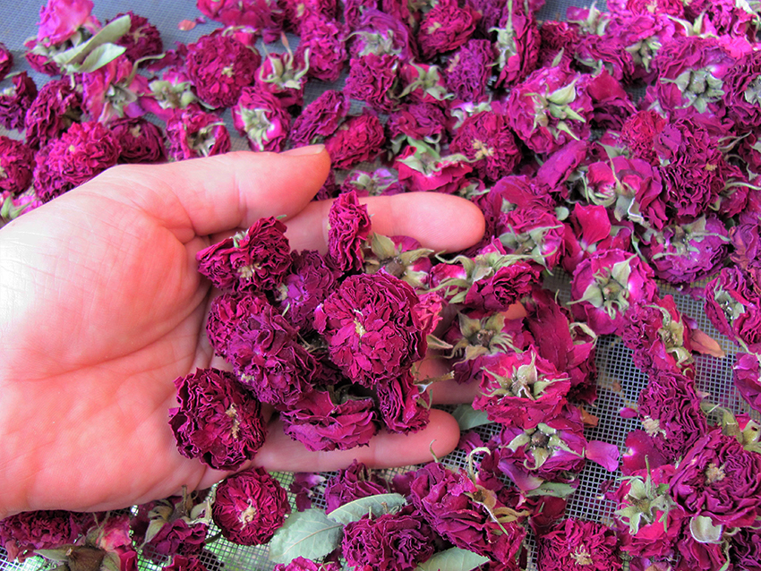 Getrocknete Rosen werden mit einer Hand aufgegriffen.