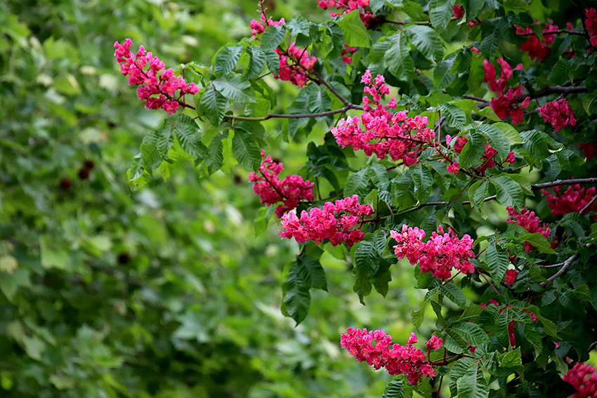 Die rote Rosskastanie blüht mit kräftigen rosafarbenen Blüten.